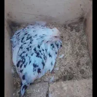 مرغ کرچ کوپ