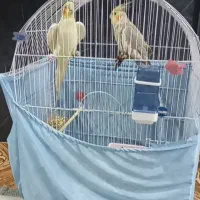 ع روس هلندی