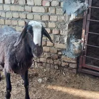 قوچ|حیوانات مزرعه|گلپایگان, |دیوار