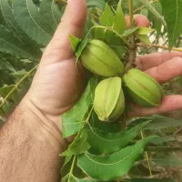 گردو پکان گرم سیری|گل و گیاه طبیعی|بکتاش, |دیوار