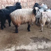 فروش میش خشک