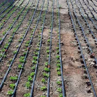 گلخانه اجاره ای ۳۱۶۸ متری|اجارهٔ دفتر صنعتی، کشاورزی، تجاری|قزوین, |دیوار