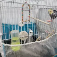 دو تا عروس هلندی ماده ونر|پرنده|شاندیز, |دیوار