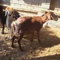 میش و بره نر|حیوانات مزرعه|بهبهان, |دیوار