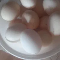 تخم مرغ محلی