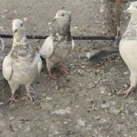 ۴۵ عدد هوایی|پرنده|مشهد, عیدگاه|دیوار