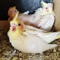 فروش عروس هلندی سرلاکی و دونه خور|پرنده|جهرم, |دیوار