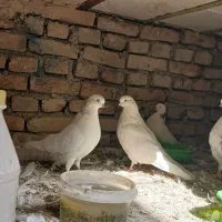 کبوتر نوک چشم سفید|پرنده|شهریار, شهرک بهاران (ویره)|دیوار