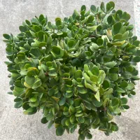 گل یشم|گل و گیاه طبیعی|خمام, |دیوار