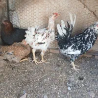 کبوتر کله سفید|پرنده|بروجن, |دیوار