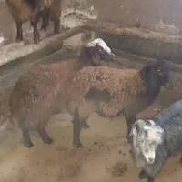 فروش چهار راس بره دشتی|حیوانات مزرعه|کرانی, |دیوار