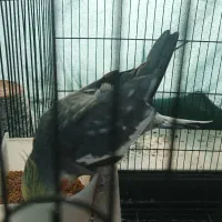 عروس هلندی|پرنده|بهشهر, |دیوار