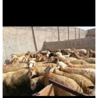 گوسفند زنده  مهرسام