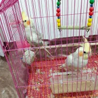 فروش عروس هلندی|پرنده|آستارا, |دیوار