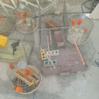 قفس قناری و طرقه 7 عدد