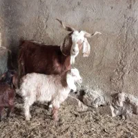 بز دوقلو|حیوانات مزرعه|نیشابور, شهرک رضوی|دیوار