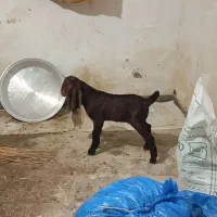 بیگ پاکستانی