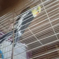 پرنده|پرنده|قلندر آباد, |دیوار