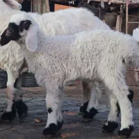 گوسفند با بره