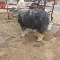 کوه ماده عتیقه