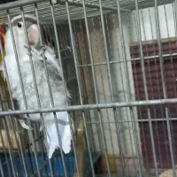 برزیلی مولد|پرنده|ری, دولتآباد|دیوار