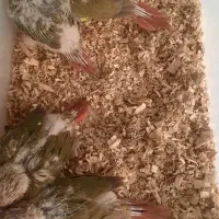 جوجه گیرنچیک|پرنده|مشهد, حجت|دیوار