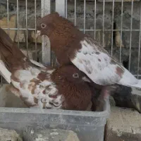 کبوتر ترونی و یاهوی