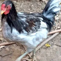 مرغ خروس گلین فروش می‌رسد