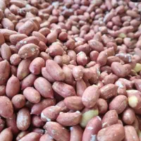 مغز بادام زمینی|عمده‌فروشی|آستانه اشرفیه, |دیوار