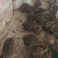 جوجه بلدرچین