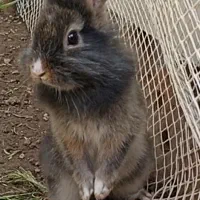 خرگوش فروشی|موش و خرگوش|ماکو, |دیوار