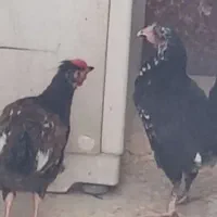 فروش مرغک و خروسک خونگی هر کدوم 400