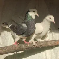 کبوتر