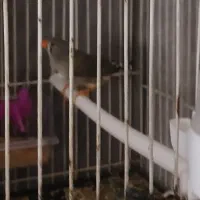 فنج‌ماده