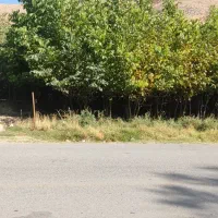 فروش نهال گردو