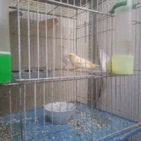 قناری|پرنده|تویسرکان, |دیوار