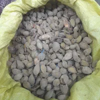 فروش بادام کاغذی|خوردنی و آشامیدنی|آبگرم, |دیوار