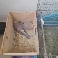 پدر آلبیونو ومادر لوتیتو با دوجوجه دانه خور|پرنده|رشت, دیانتی|دیوار