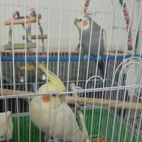 عروس هلندی دستی|پرنده|اصفهان, دستگرده|دیوار