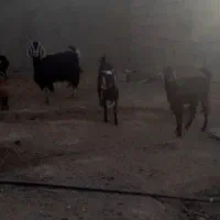 فروش چند عدد بز ماده نقدی بصورت تک یا باهم|حیوانات مزرعه|قاسم‌آباد (خواف), |دیوار