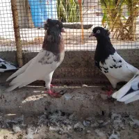 کبوتر|پرنده|بندر کنگان, |دیوار