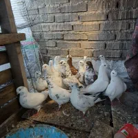 کبوتر|پرنده|تهران, صادقیه|دیوار