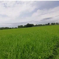 کاشت زمین برنجکاری