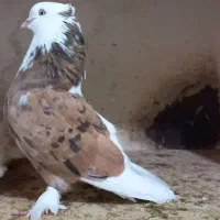 کبوتر هما و سرور