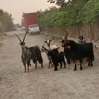 ۵۴ راس شیشک دندان ۱۰راس بز جوان ۵راس نر بز جلورو|حیوانات مزرعه|ملارد, |دیوار