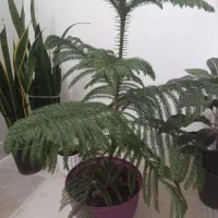 فروش گل آپارتمانی به علت اسباب کشی