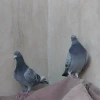 کفترنرماده پلاکی سبزپولکی قره چاپی کیلومتری هوایی|پرنده|مشهد, رضاشهر|دیوار