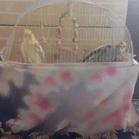 عروس هلندی جفت