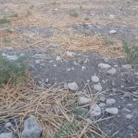 بوقلمون نر و ماده برای فروش