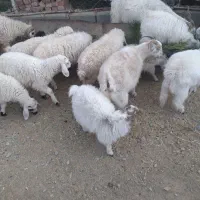 کهره وبره